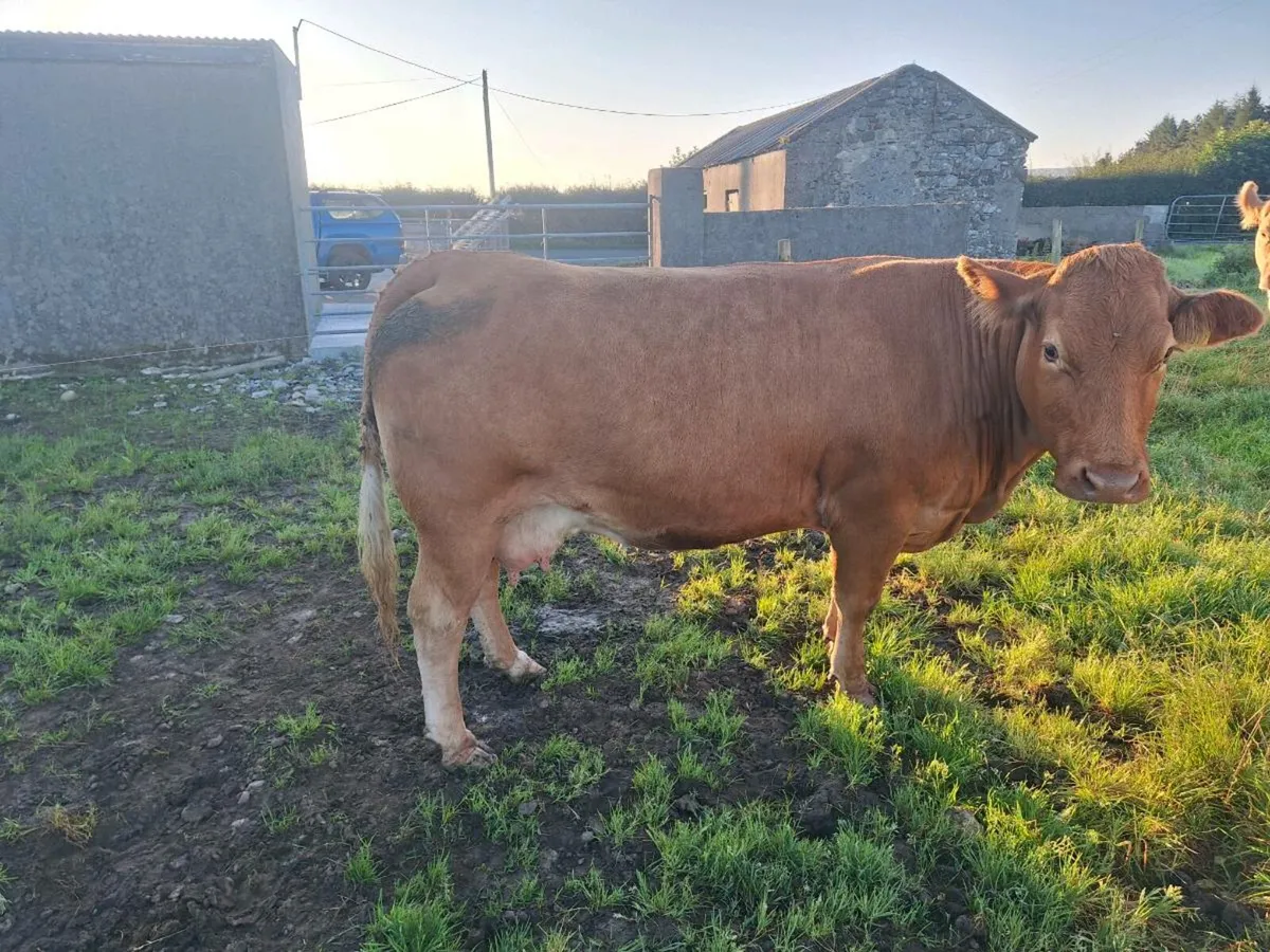 Good quality cow,and calf - Image 3