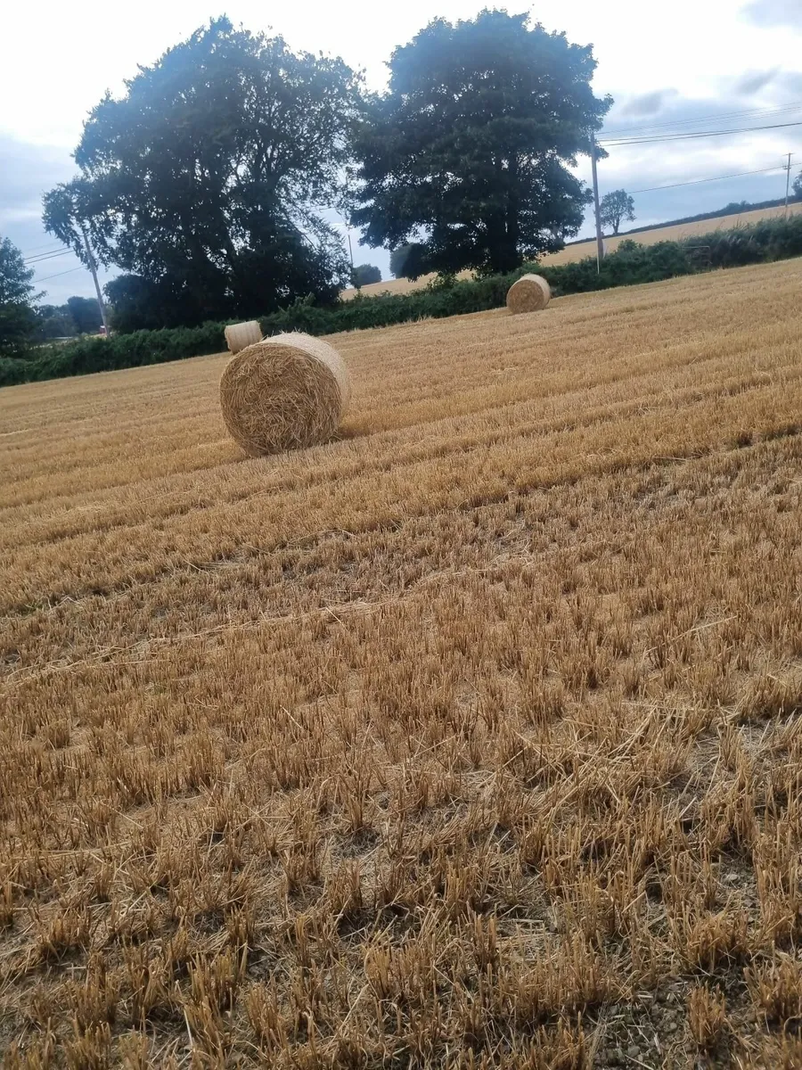 Straw - Image 2