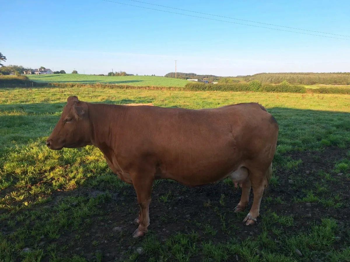 Good quality cow,and calf - Image 4