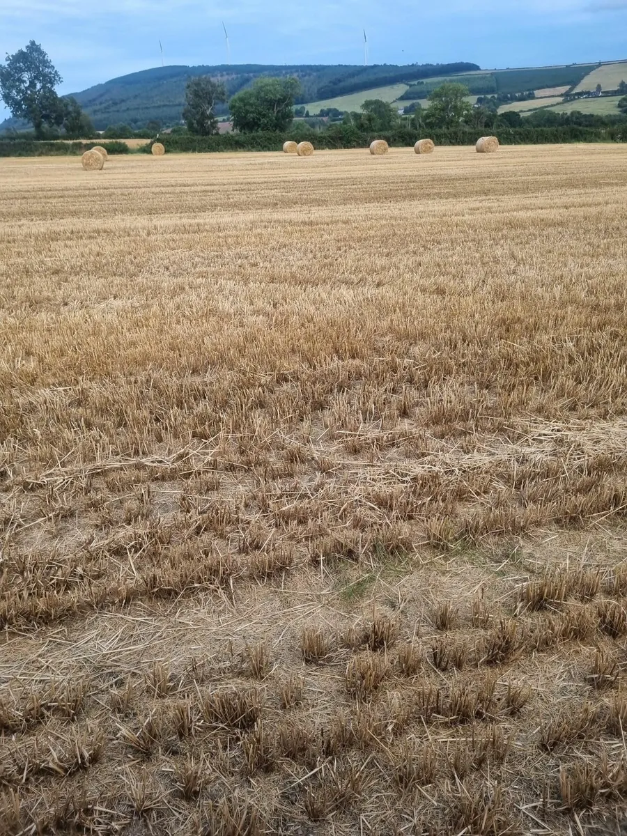 Straw - Image 3