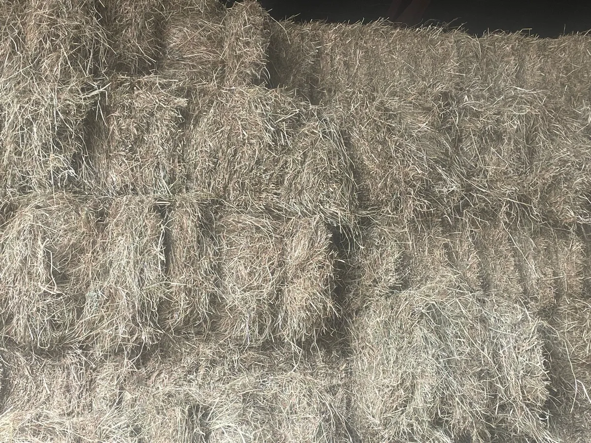 Hay  for sale - Image 2