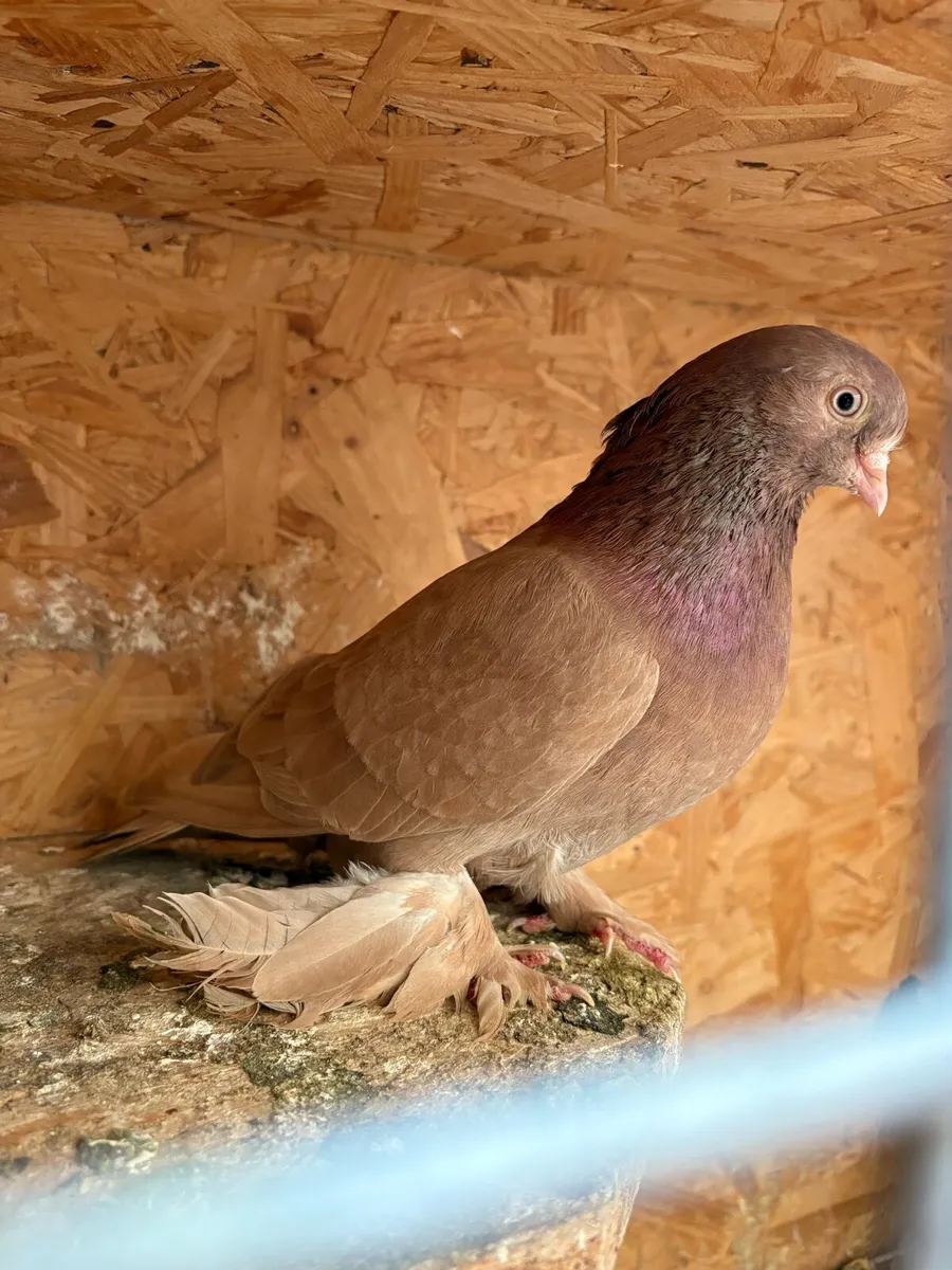 Tumbler pigeons - Image 2