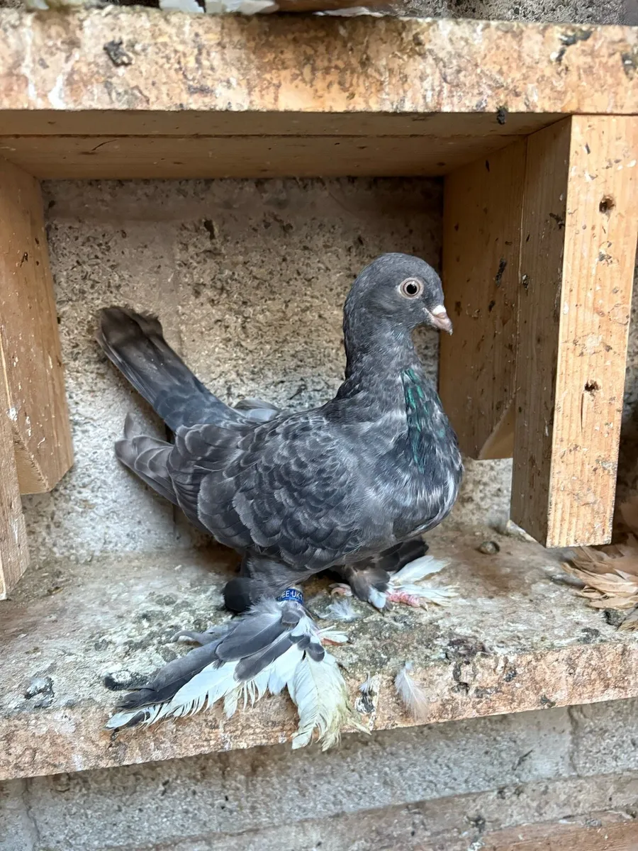 Tumbler pigeons - Image 3
