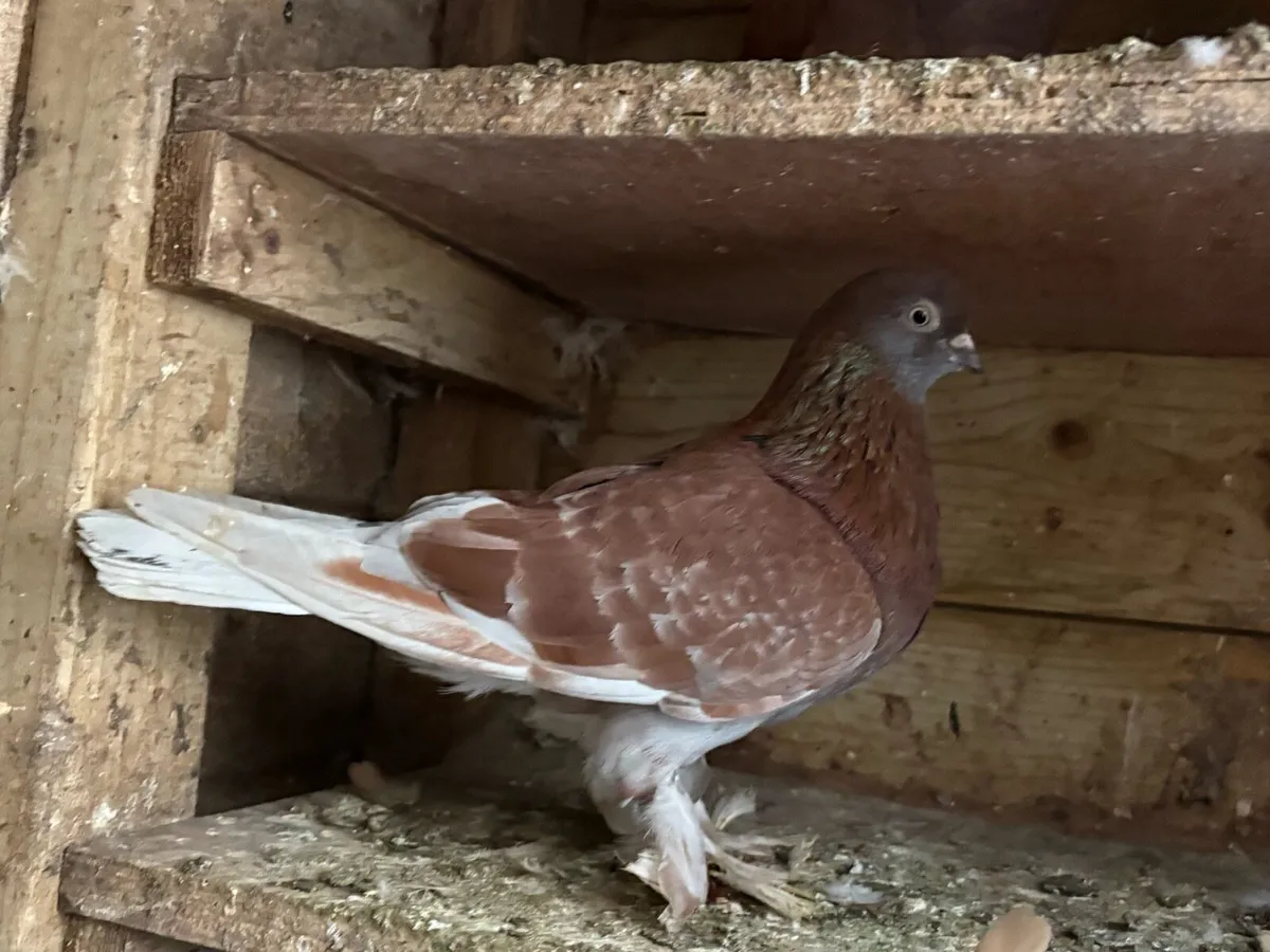 Tumbler pigeons - Image 4