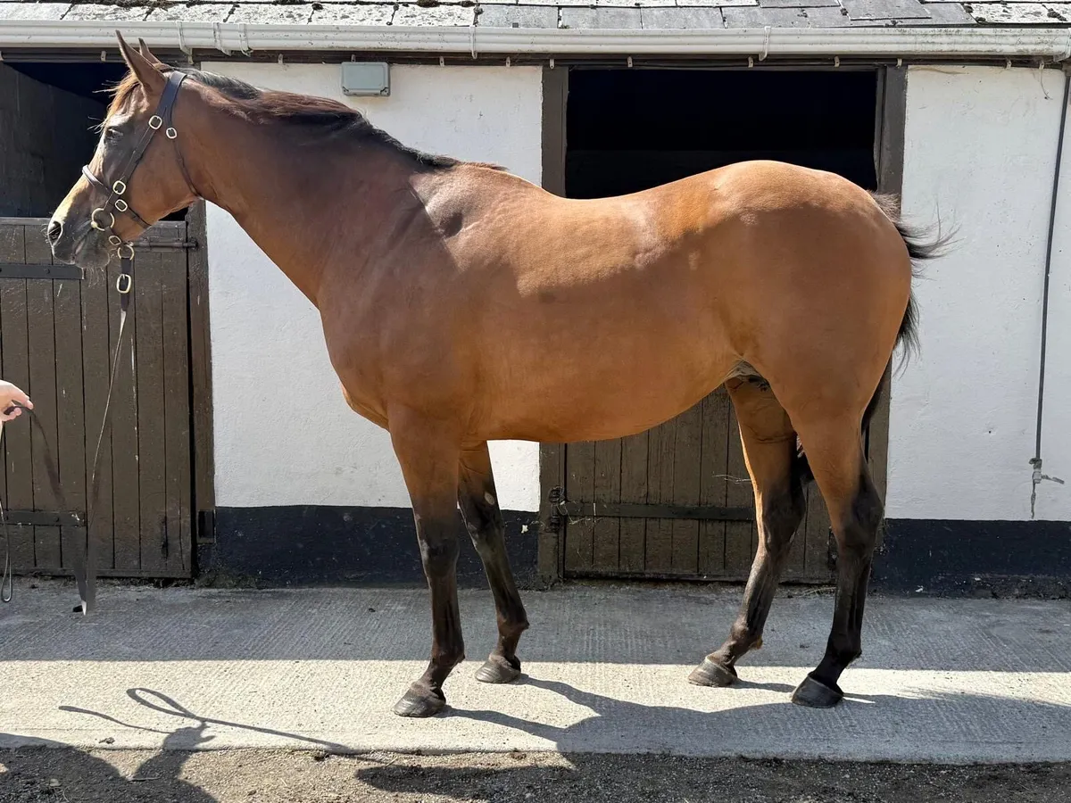 Thoroughbred Broodmare