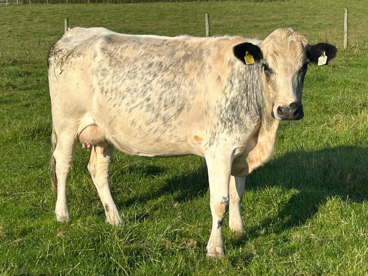 3 first calved heifers - Image 2