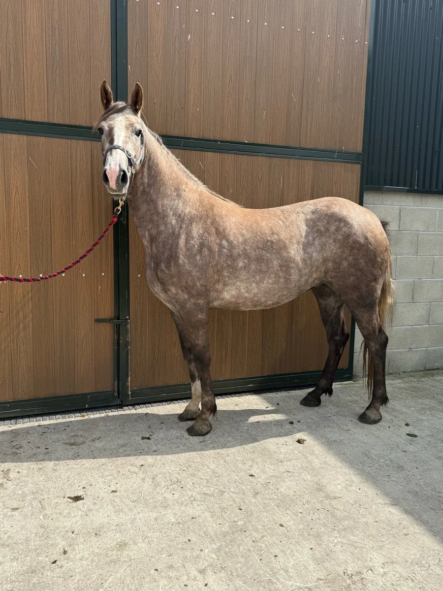 15'1hh RID 4yr old filly - just backed - Image 1