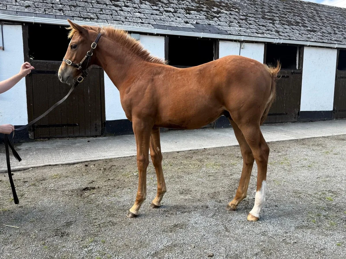 Lucky Vega Colt Foal