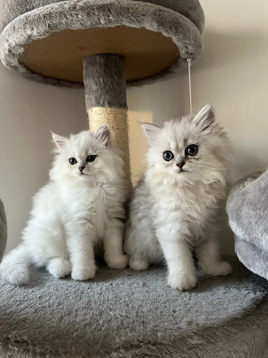 British Longhair & Chinchilla Kittens - Image 2