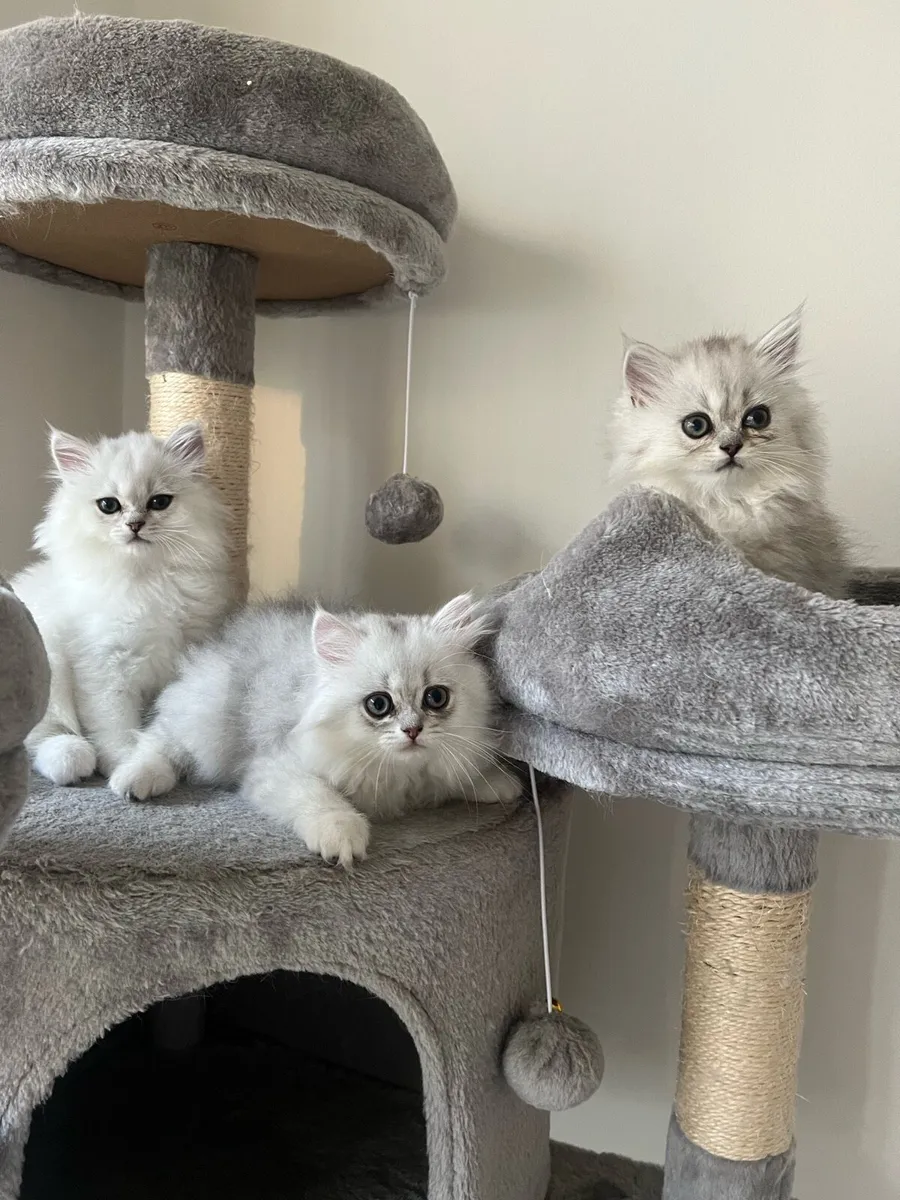 British Longhair & Chinchilla Kittens - Image 1