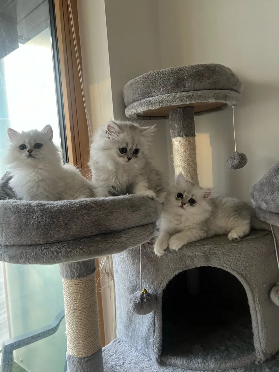 British Longhair & Chinchilla Kittens - Image 3