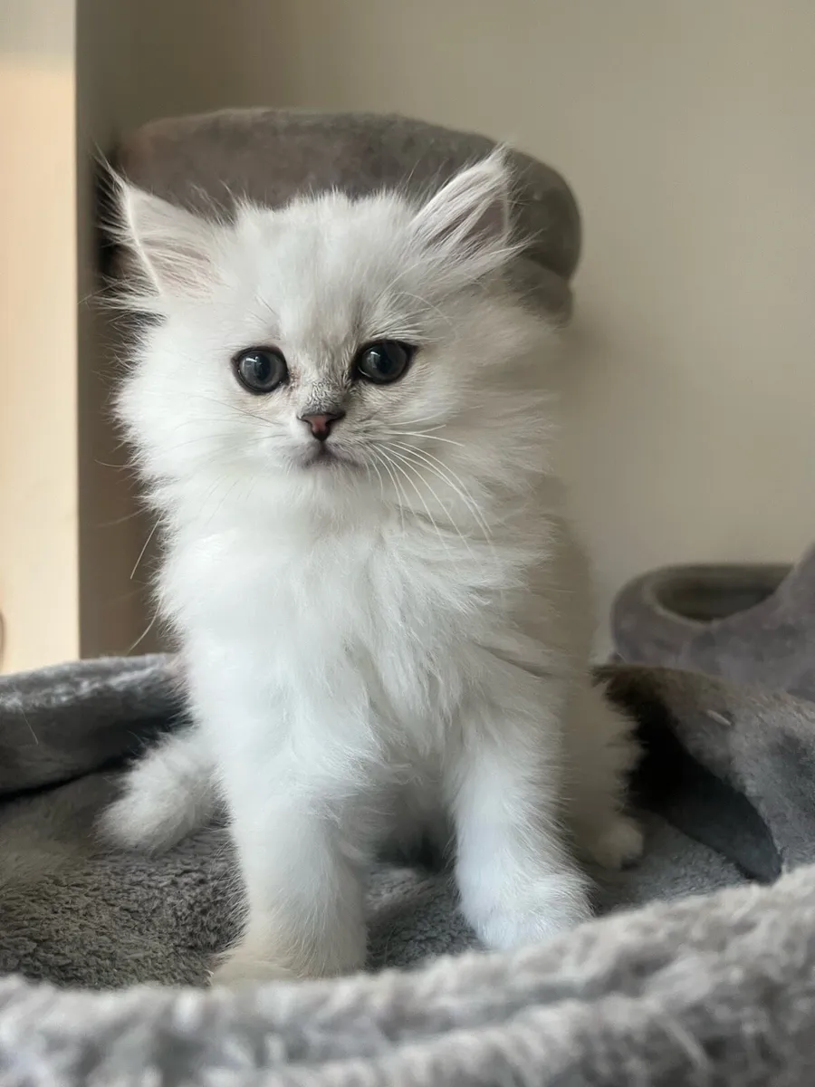 British Longhair & Chinchilla Kittens - Image 4