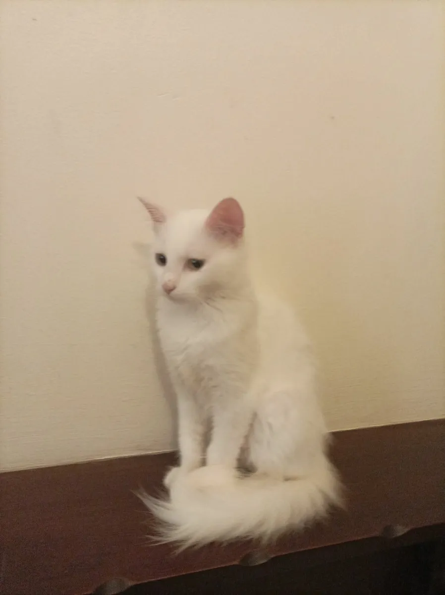 Turkish Van kittens - Image 3