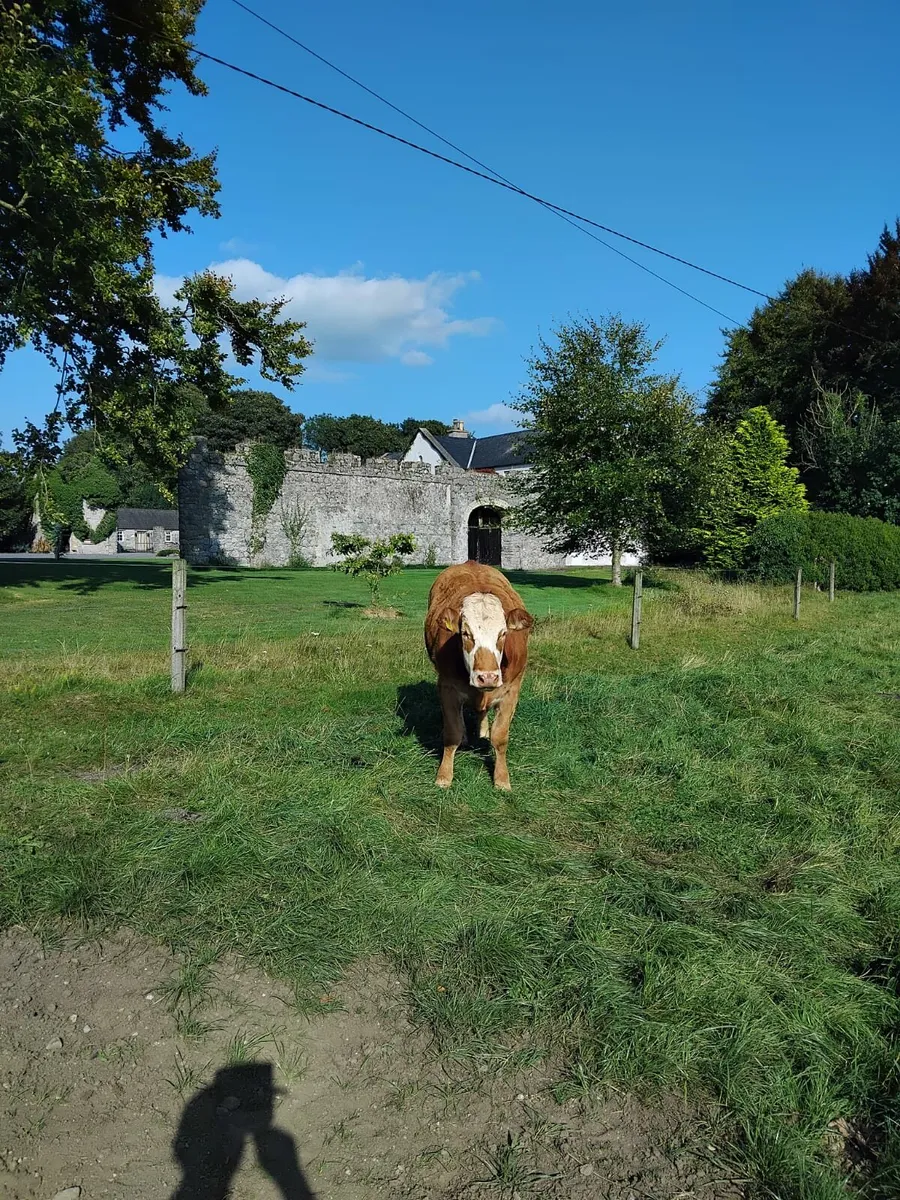2 Year Old Breeding Heifers For Sale - Image 2