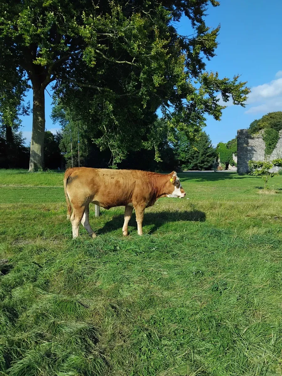 2 Year Old Breeding Heifers For Sale - Image 3