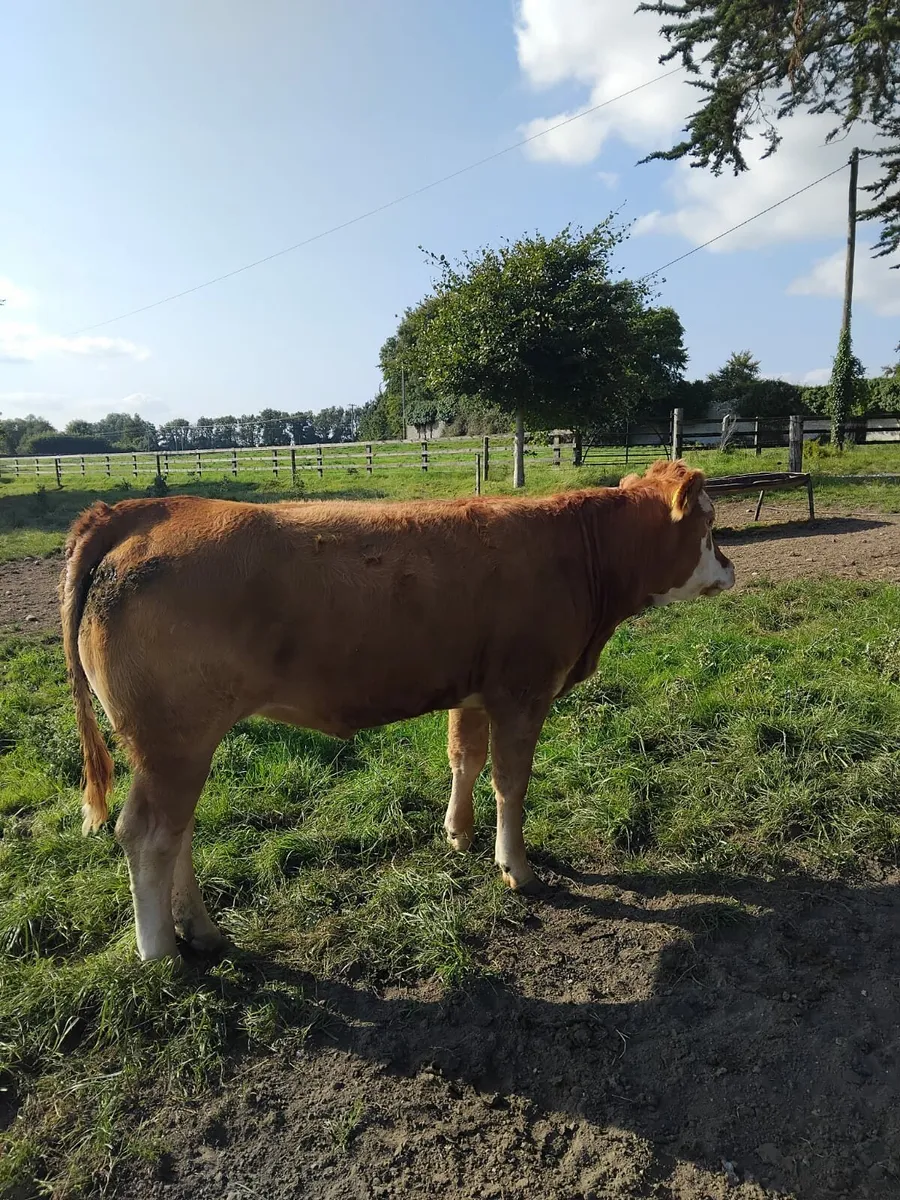 2 Year Old Breeding Heifers For Sale - Image 4