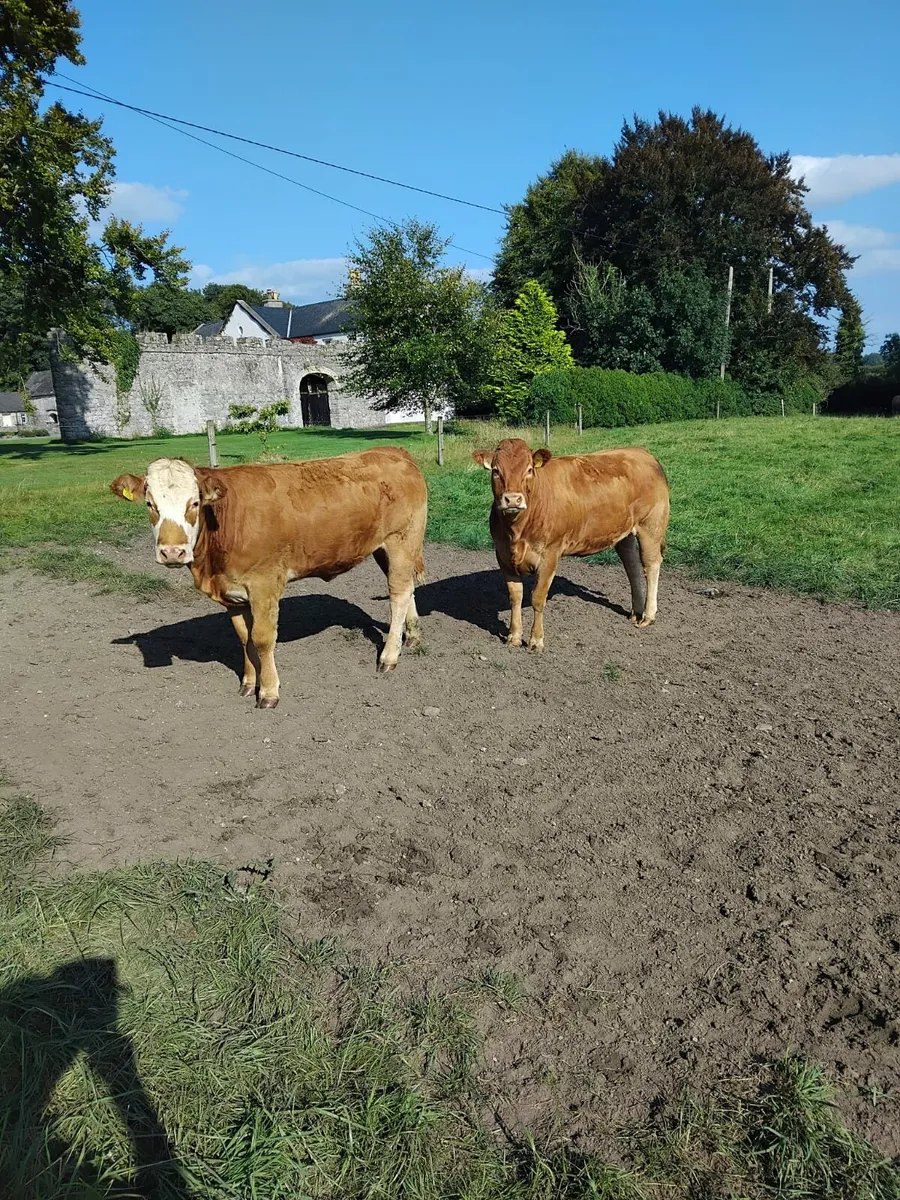 2 Year Old Breeding Heifers For Sale - Image 1
