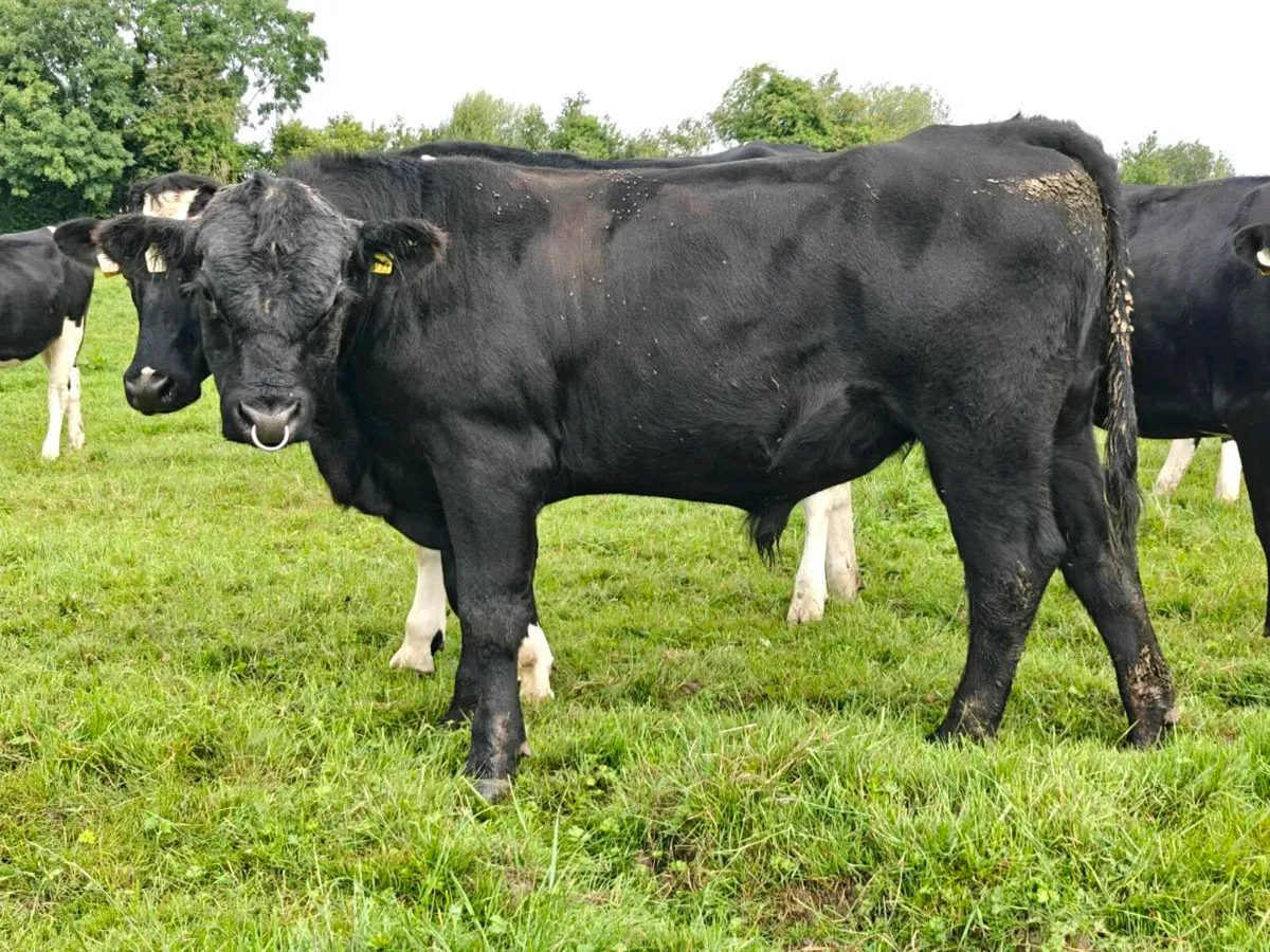 Aberdeen Angus Bulls Purebred - Image 2