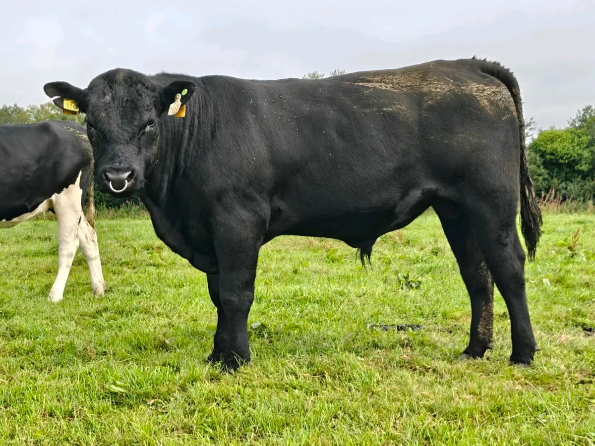 Aberdeen Angus Bulls Purebred - Image 1