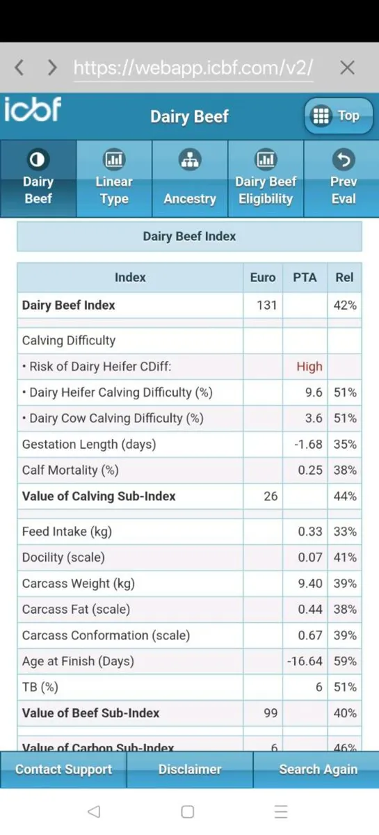 Aberdeen Angus Bulls Purebred - Image 3