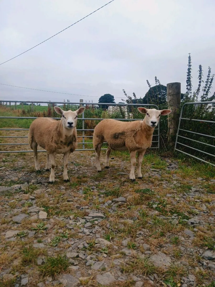 Purebred texel ewe lambs - Image 1