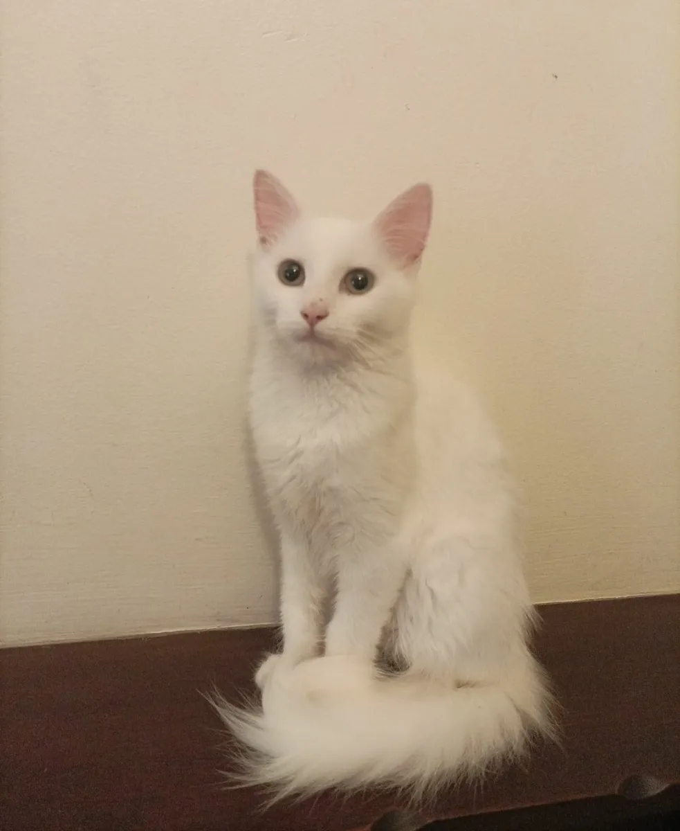 Turkish Van kittens - Image 2