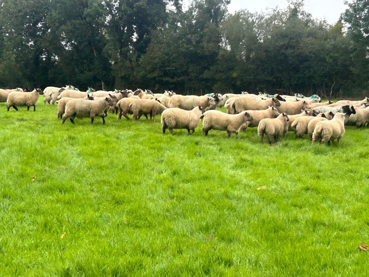 200 forward store lambs - Image 2