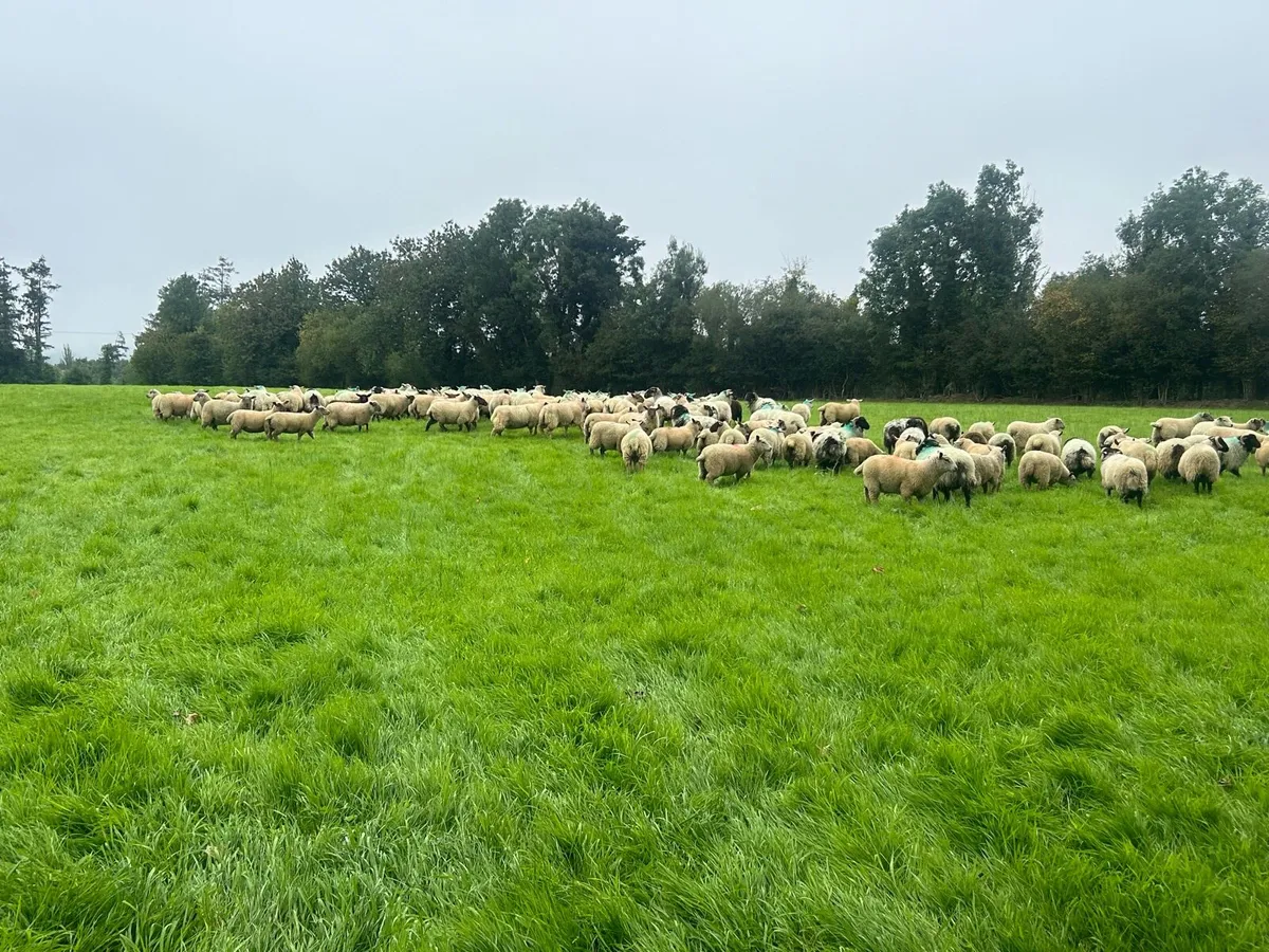 200 forward store lambs - Image 1