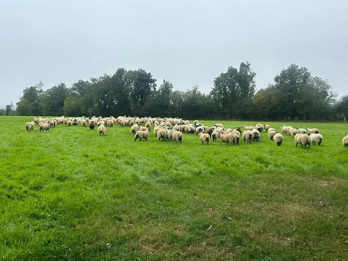 200 forward store lambs - Image 3