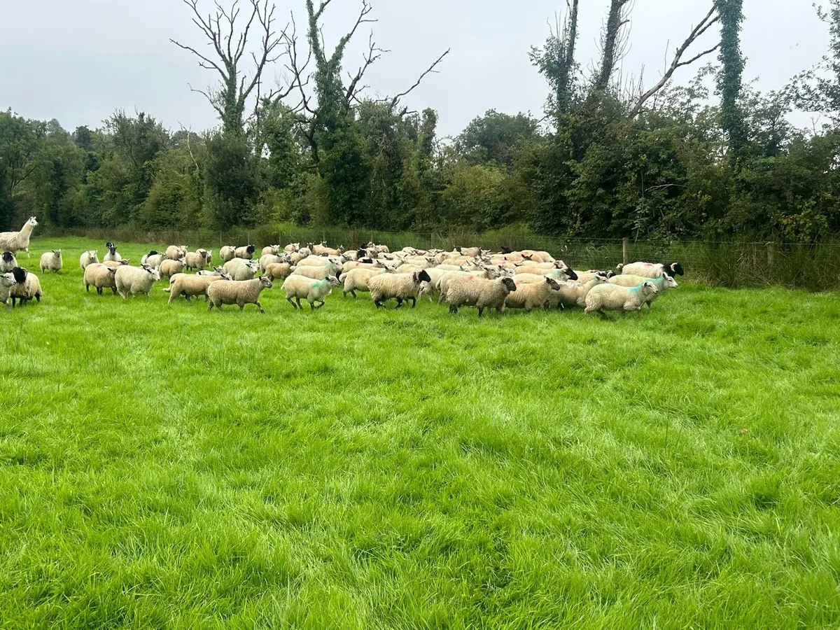 200 forward store lambs - Image 4