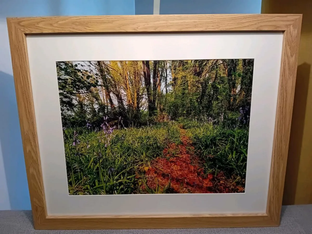 Ballyannon Woods, Midleton - Image 1