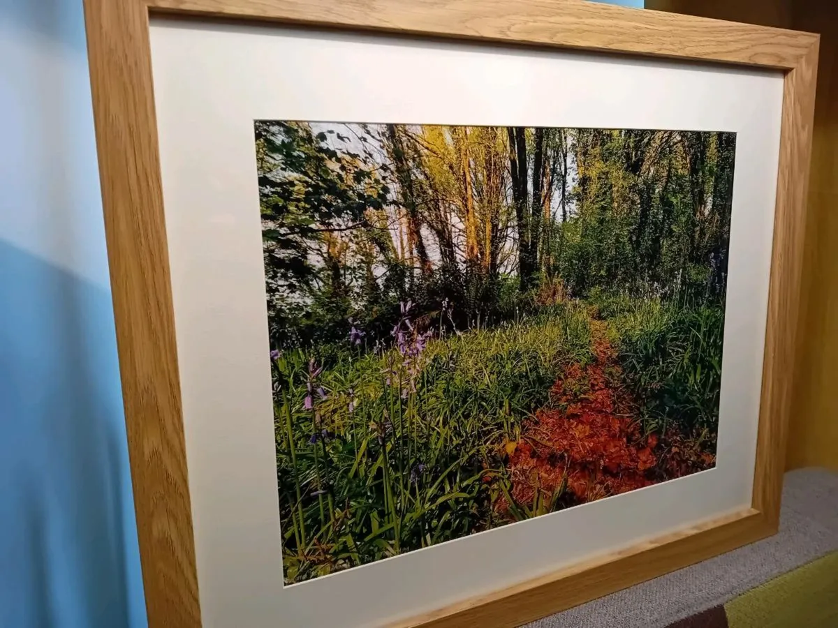 Ballyannon Woods, Midleton - Image 2