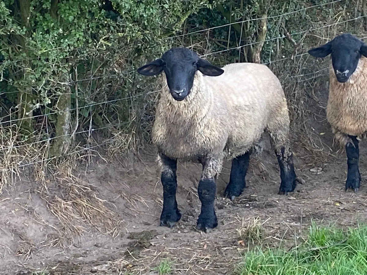 Pbnr Suffolk ram lambs - Image 1