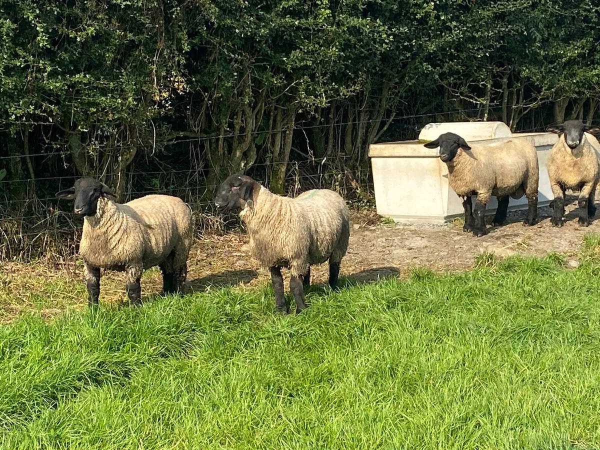 Pbnr Suffolk ram lambs - Image 2