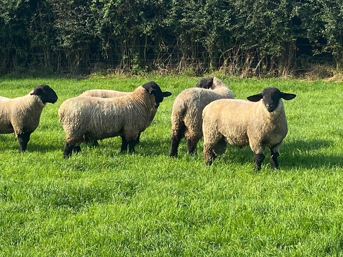 Pbnr Suffolk ram lambs - Image 3