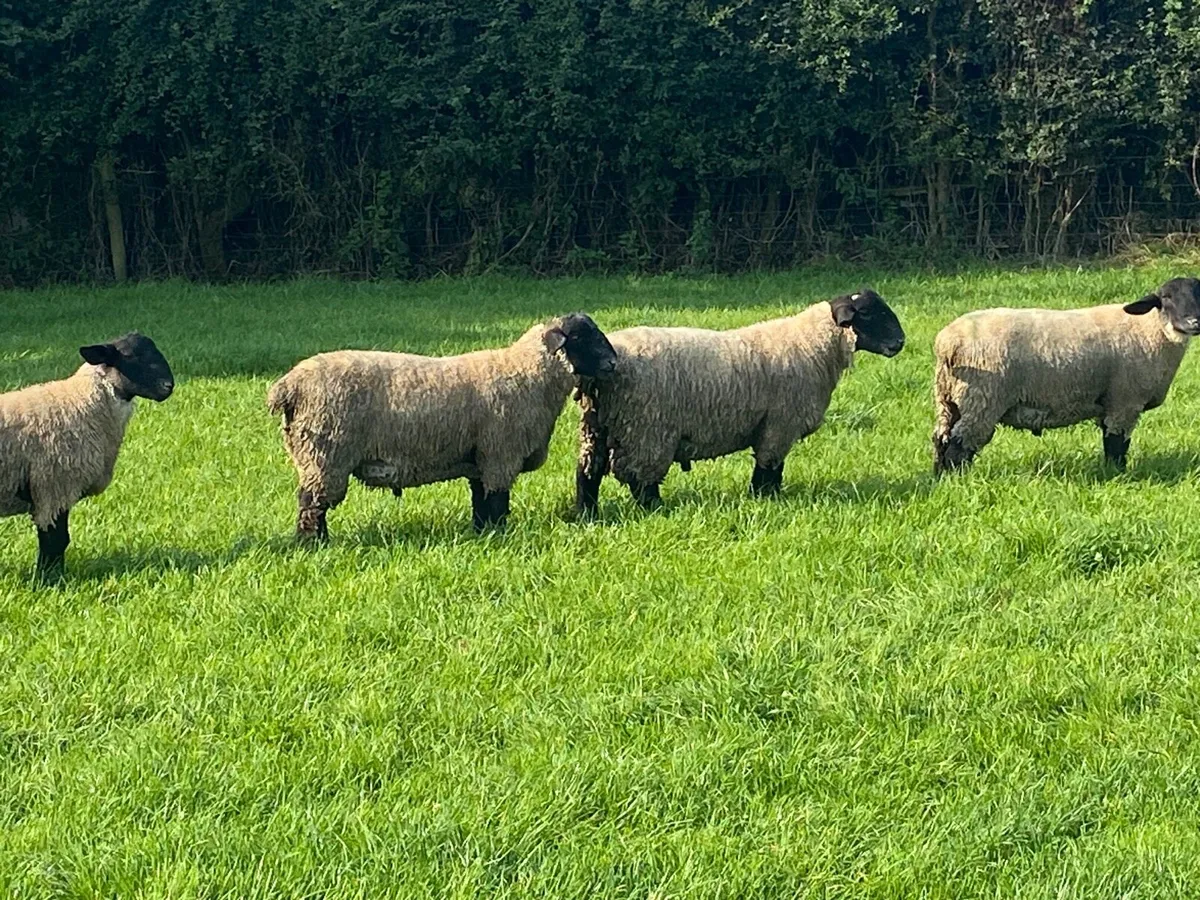 Pbnr Suffolk ram lambs - Image 4