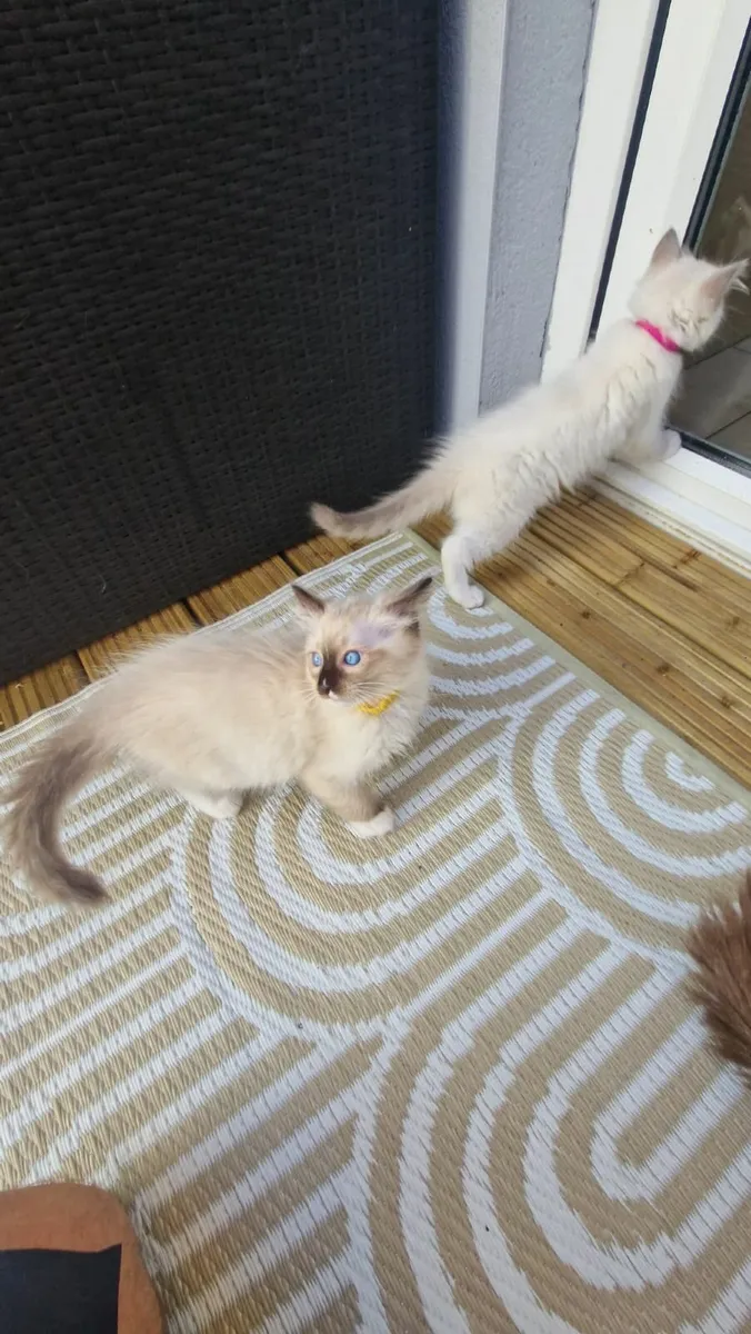 Blue eyes Ragdoll Kittens - Image 3