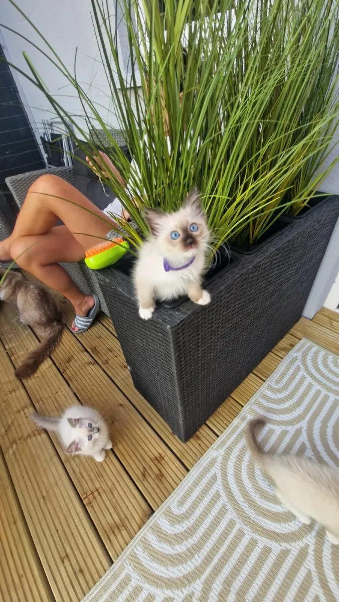 Blue eyes Ragdoll Kittens - Image 4