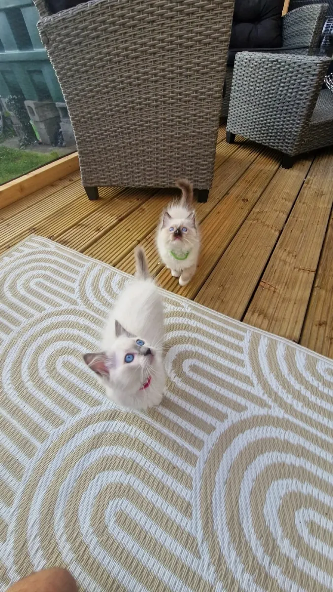 Blue eyes Ragdoll Kittens - Image 2