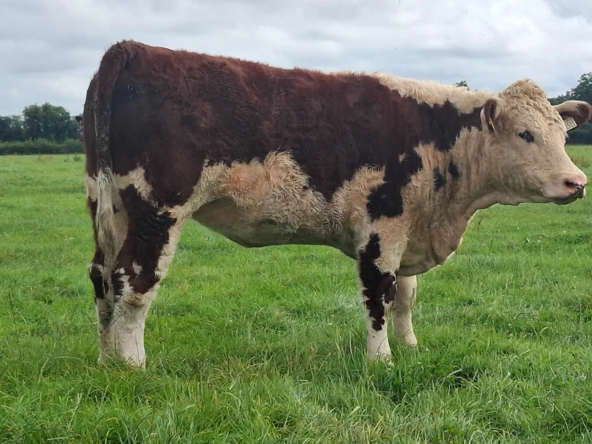 Pedigree Hereford heifers - Image 1