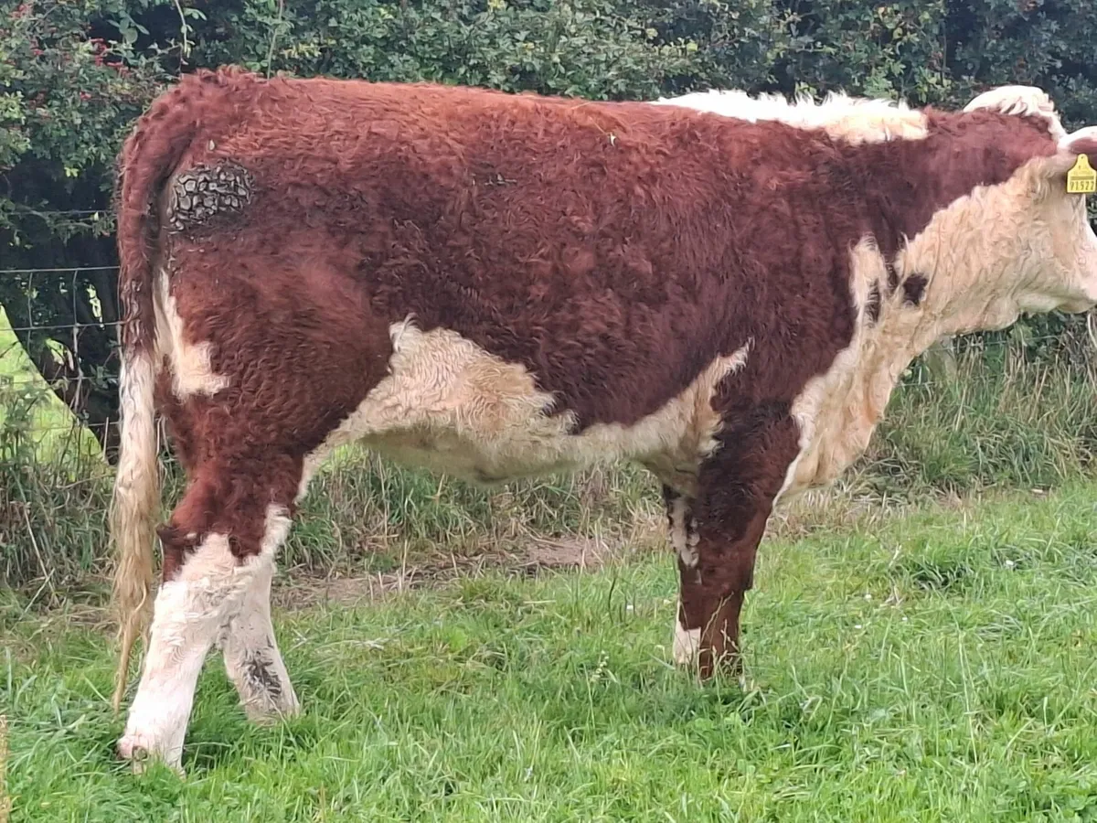 Pedigree Hereford heifers - Image 2