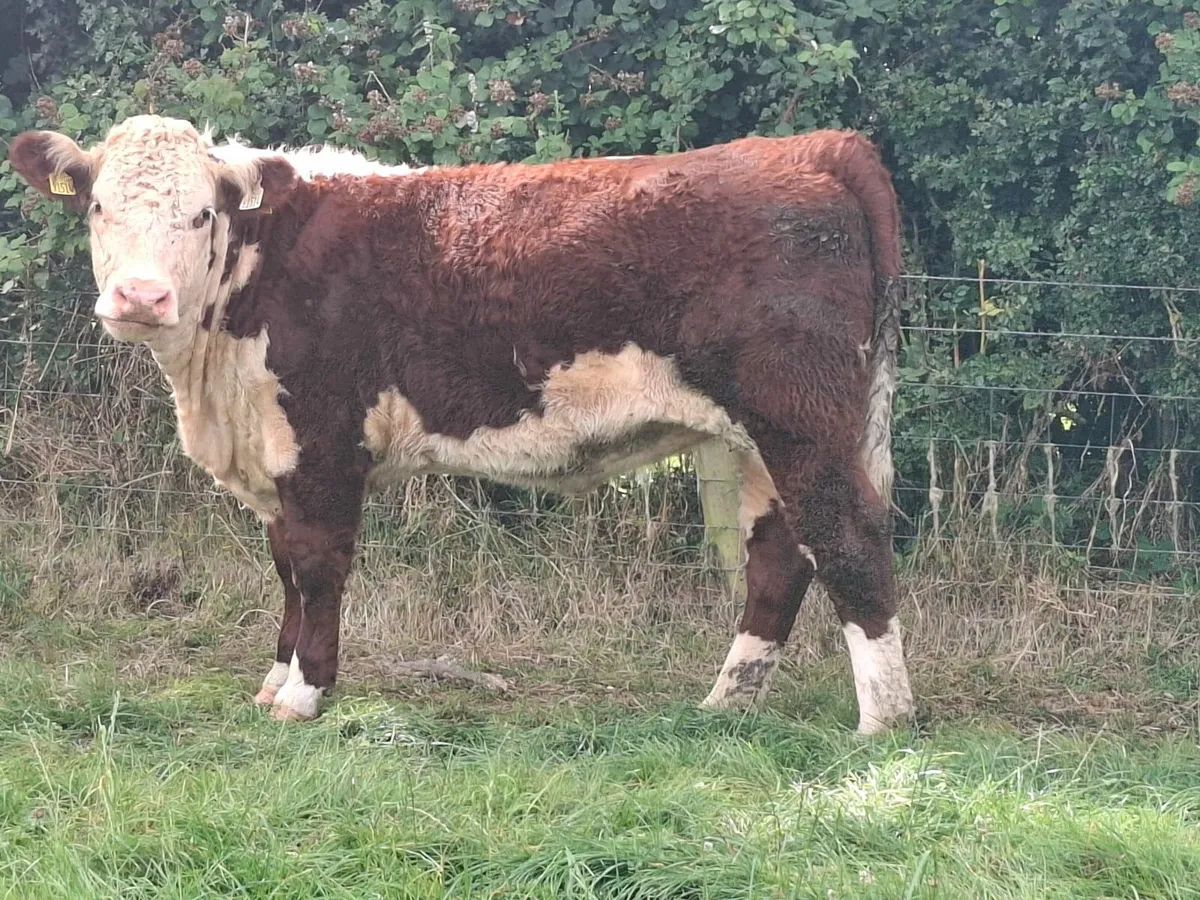 Pedigree Hereford heifers - Image 3