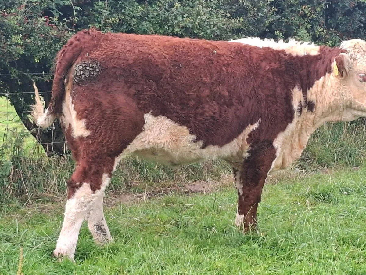 Pedigree Hereford heifers - Image 4
