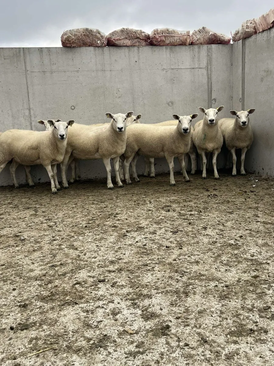 Texel X hoggets - Image 1