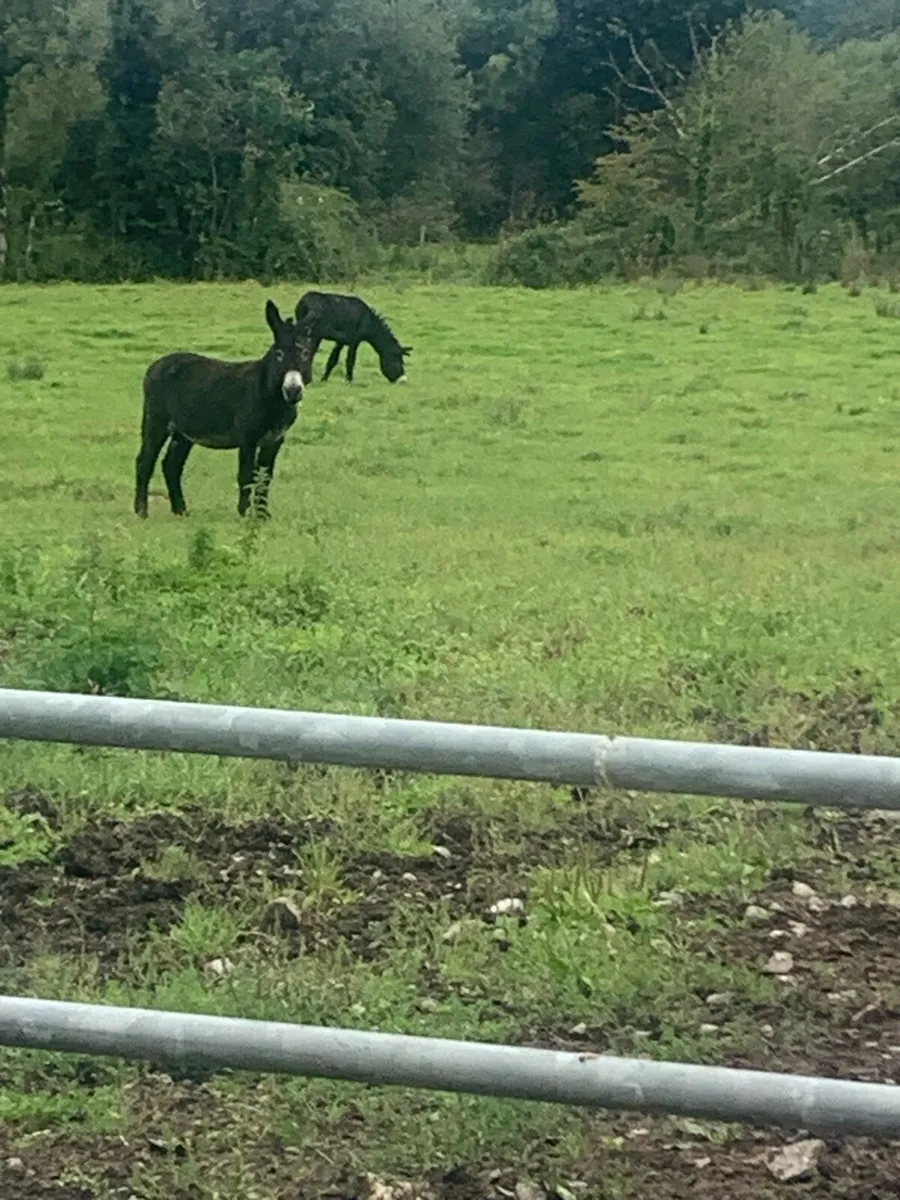 Jack Donkeys - Image 1