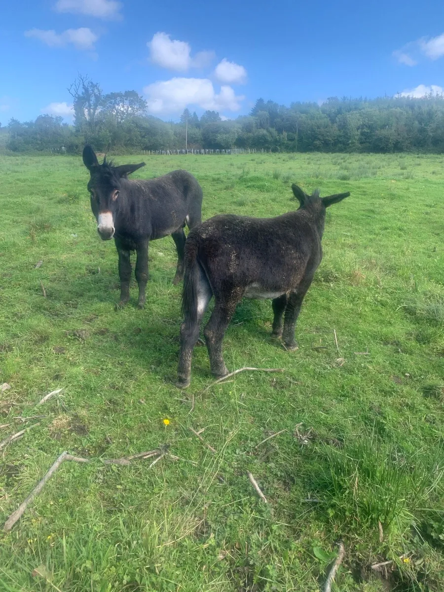 Jack Donkeys - Image 2