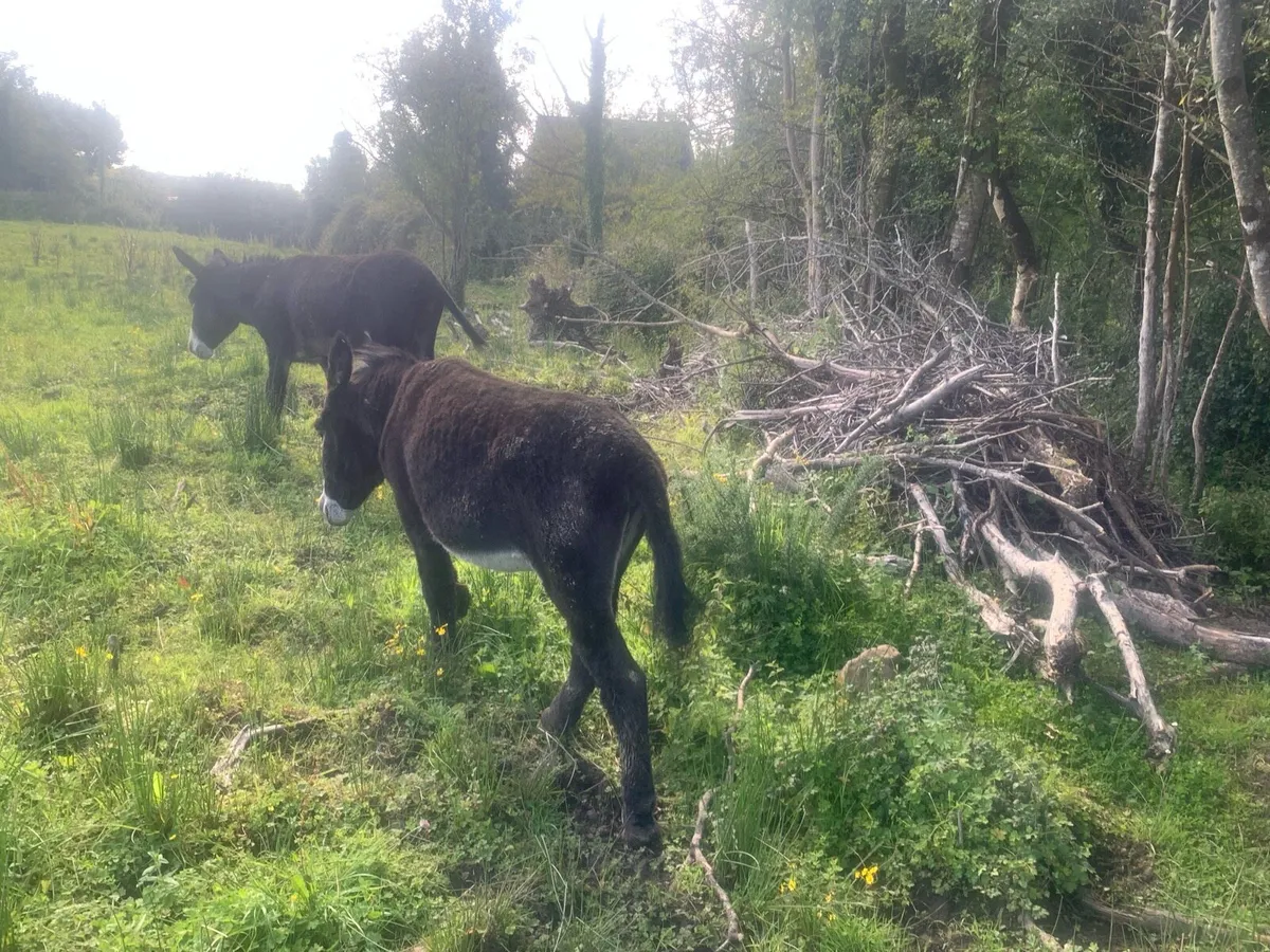 Jack Donkeys - Image 3