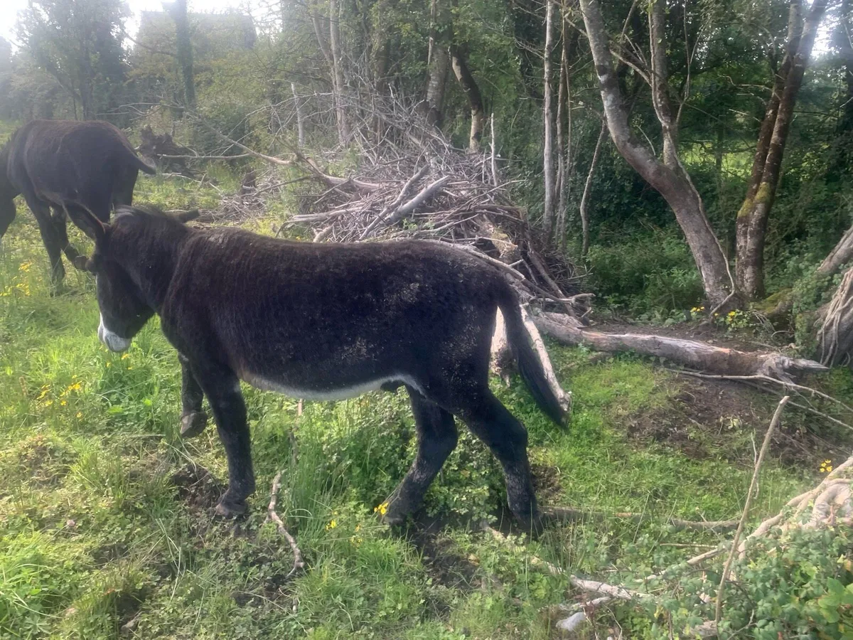 Jack Donkeys - Image 4