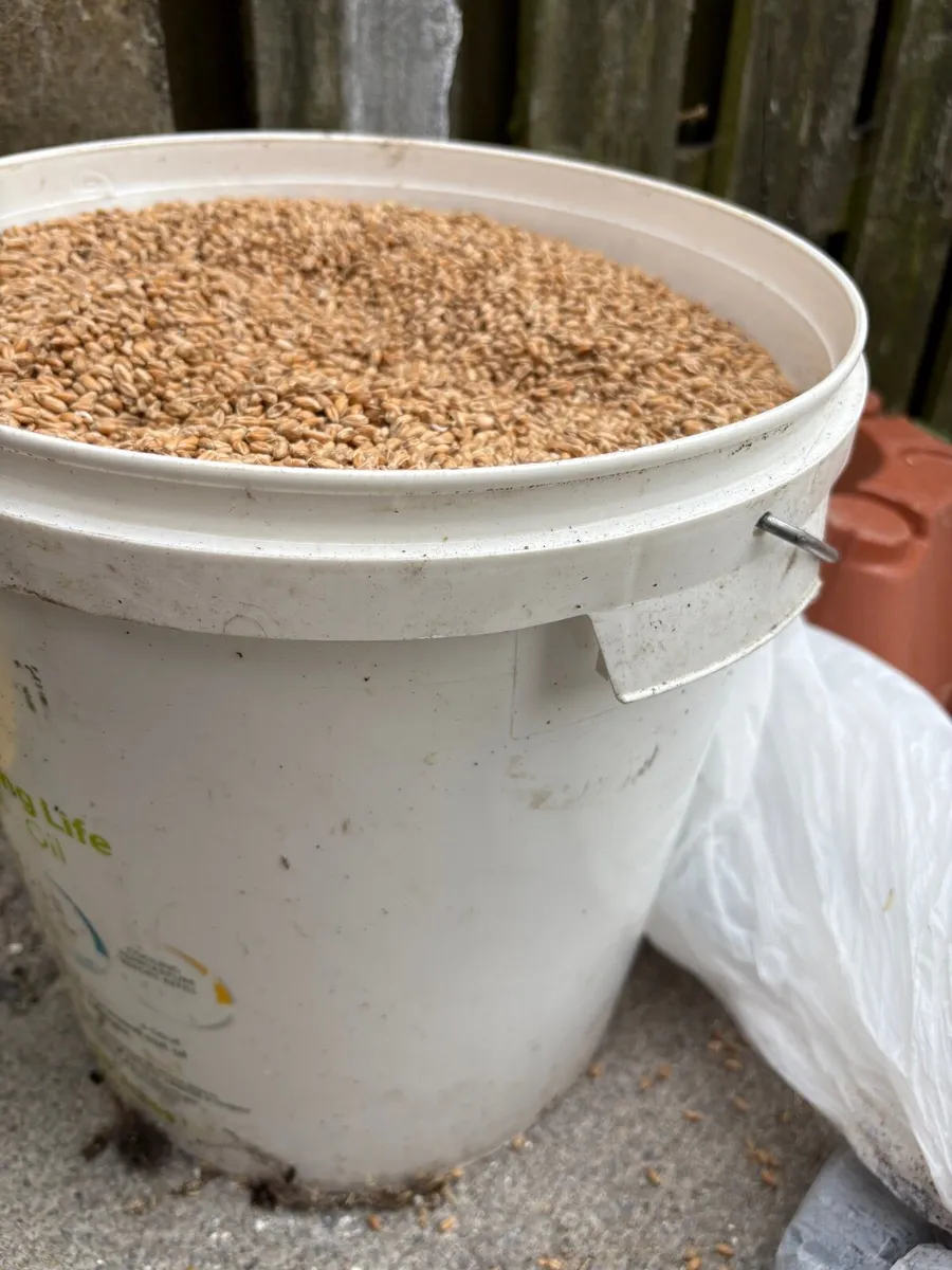 Chicken feed - Image 1