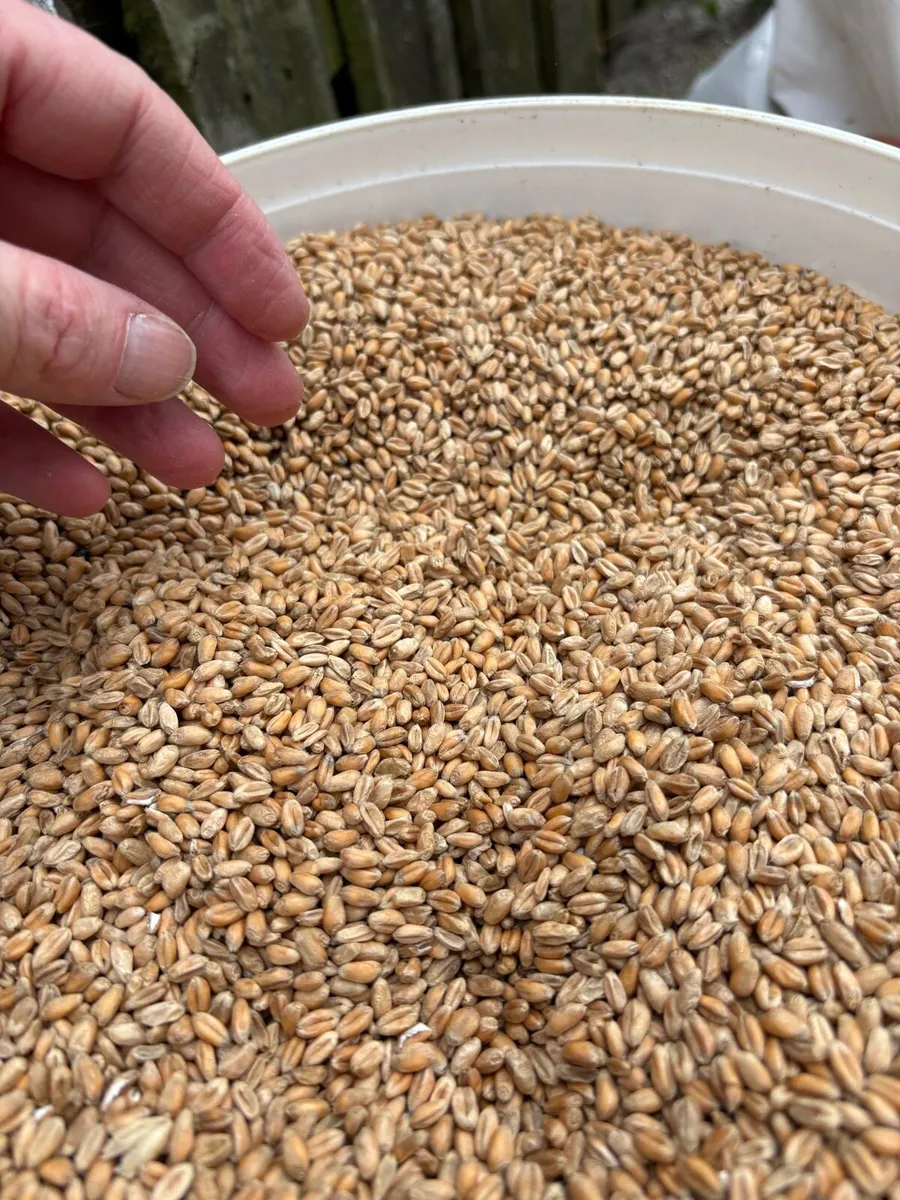 Chicken feed - Image 2